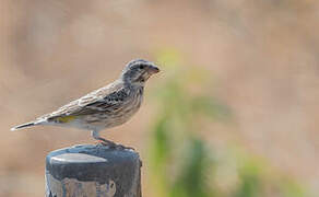 Black-throated Canary