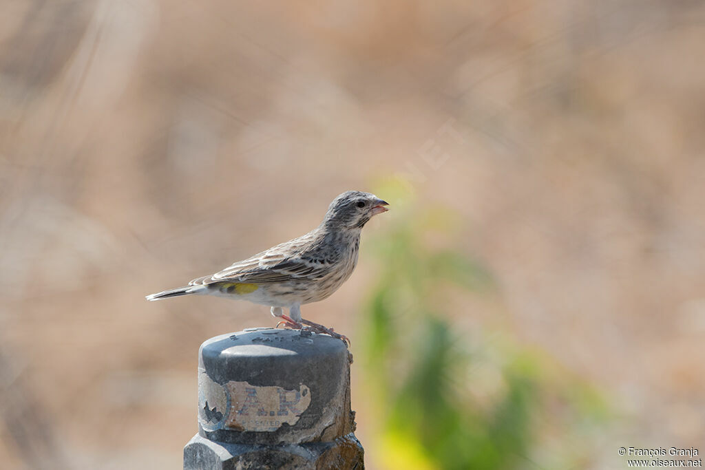 Black-throated Canary