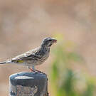 Serin à gorge noire