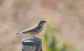 Serin à gorge noire