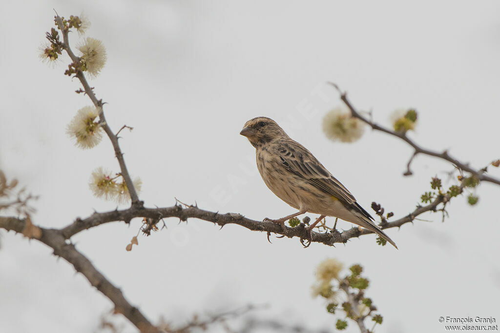 Black-throated Canary