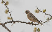 Serin à gorge noire