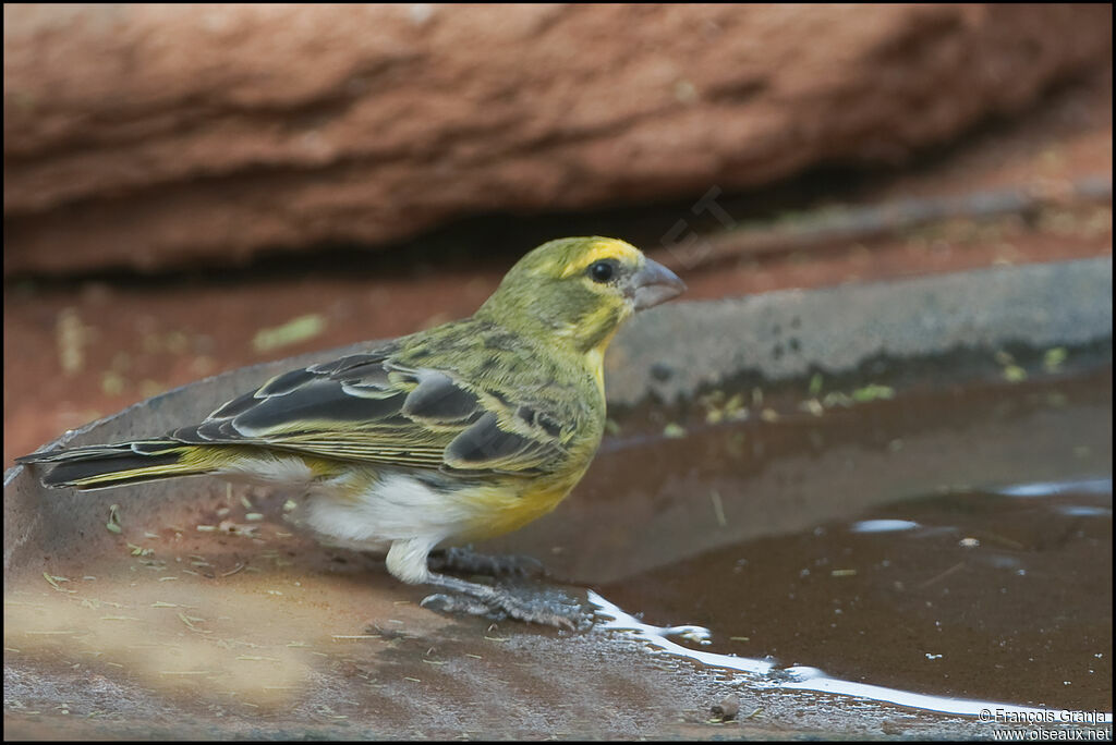 White-bellied Canary