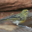 Serin à ventre blanc