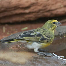 Serin à ventre blanc