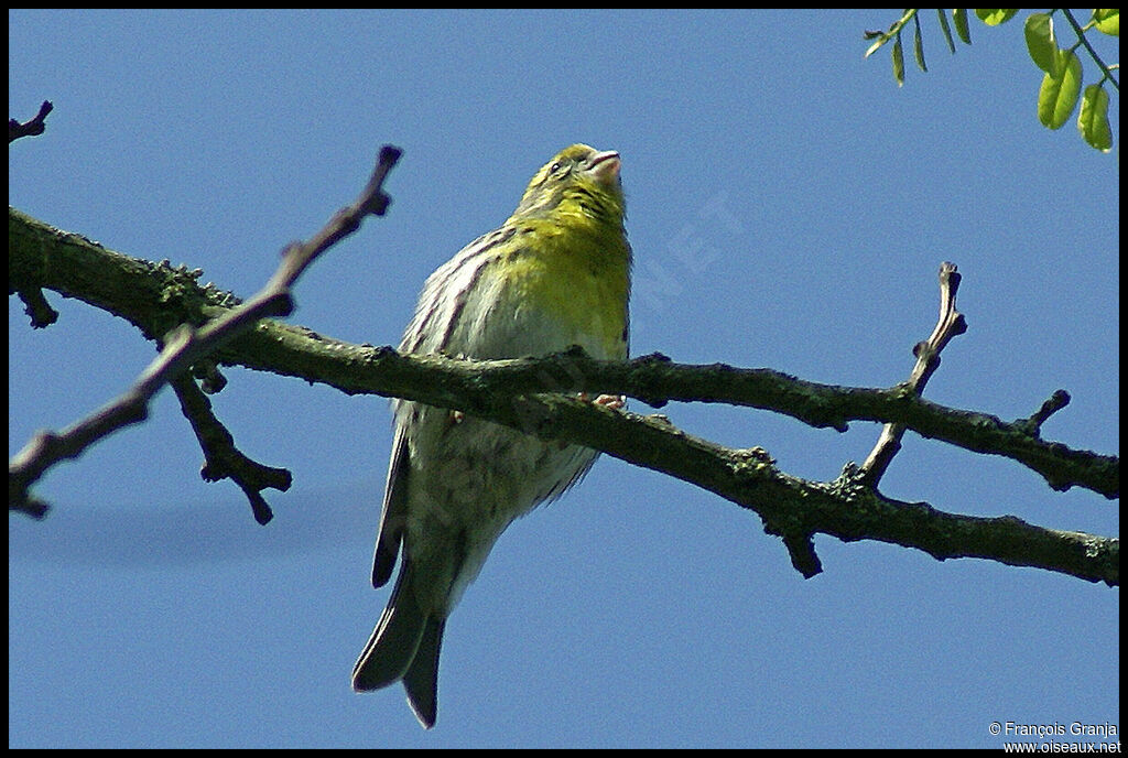 Serin ciniadulte