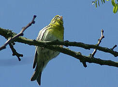 European Serin