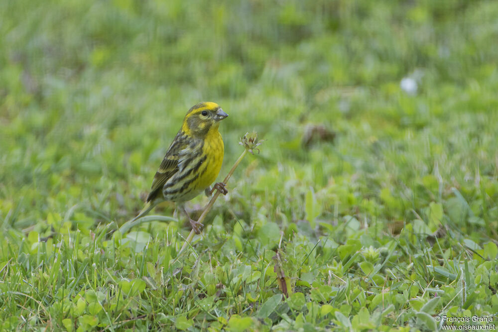 European Serin