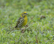 European Serin