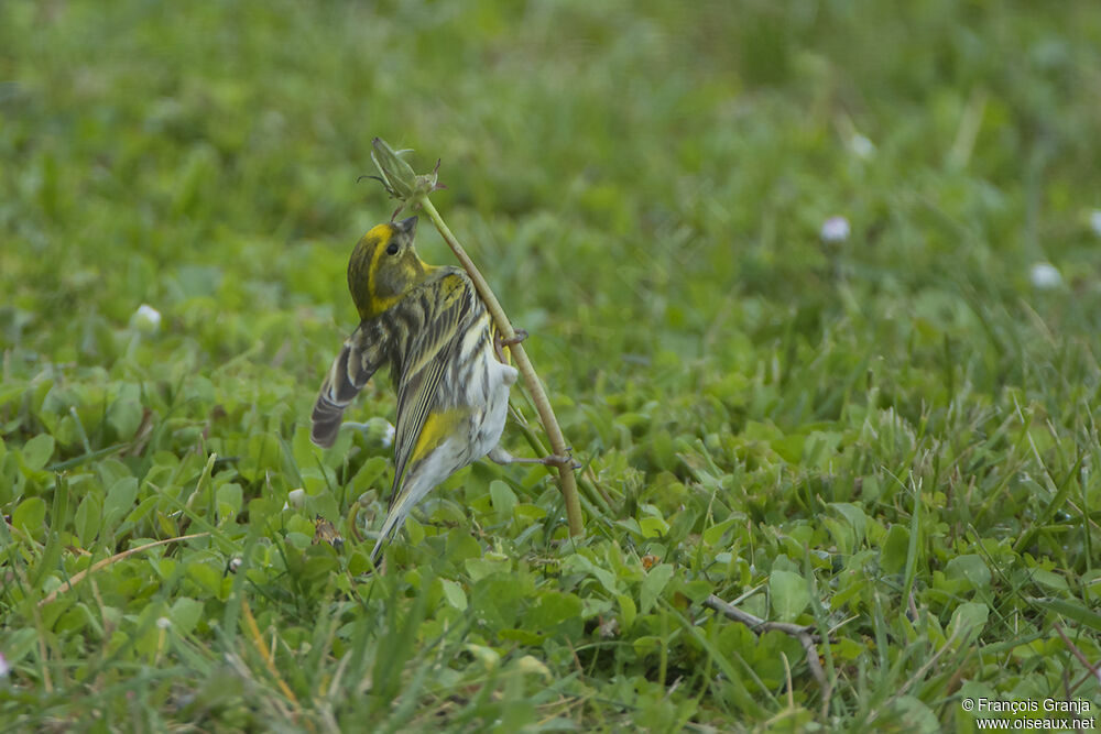 European Serin male adult, Behaviour