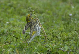 European Serin