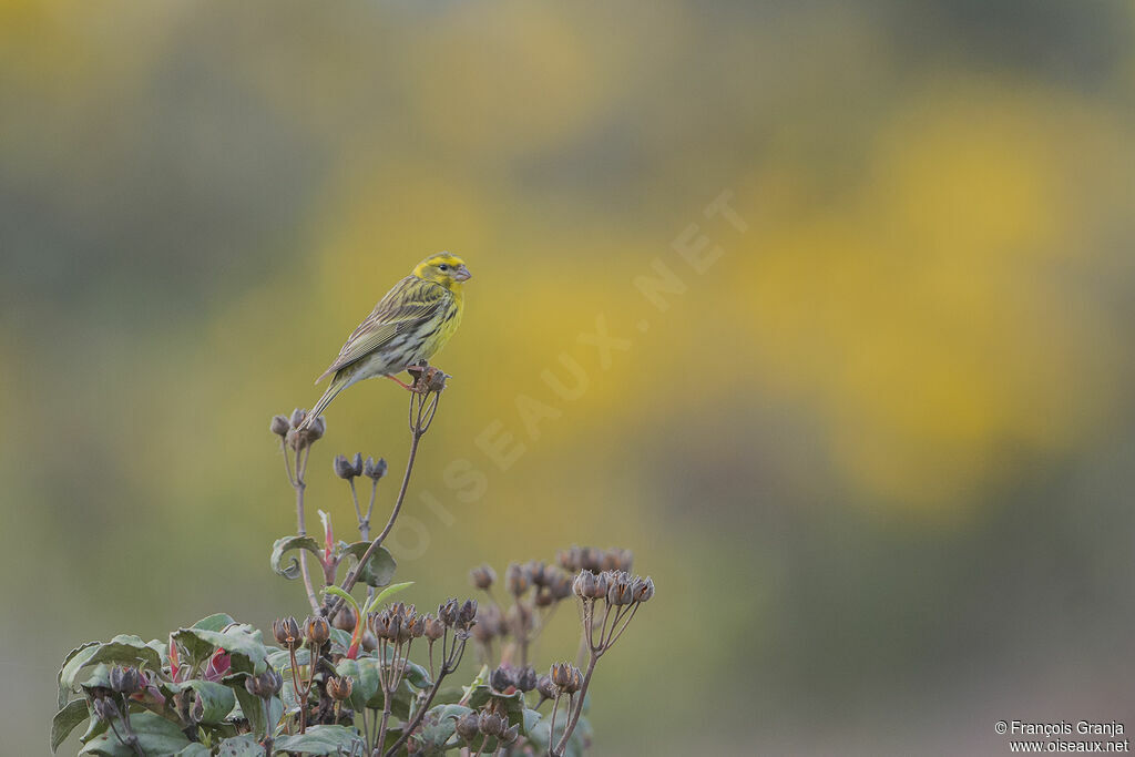 European Serin