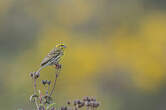 Serin cini