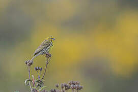 European Serin