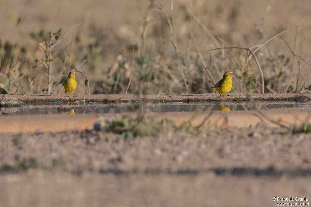 Yellow Canary