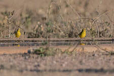 Serin de Sainte-Hélène