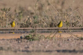 Yellow Canary