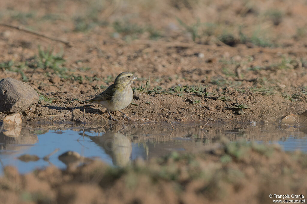 Serin de Sainte-Hélène