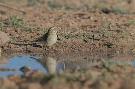 Serin de Sainte-Hélène