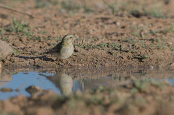 Serin de Sainte-Hélène