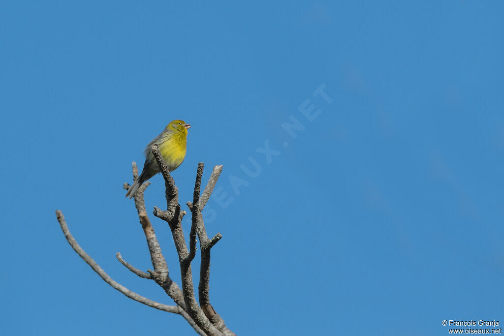 Atlantic Canary male