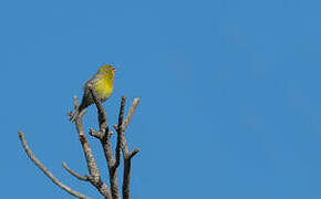 Serin des Canaries