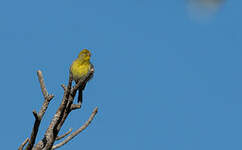 Serin des Canaries