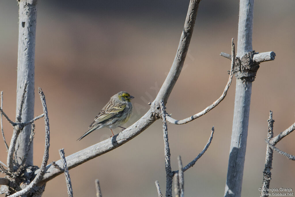 Atlantic Canary female