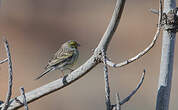 Serin des Canaries