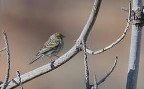 Atlantic Canary