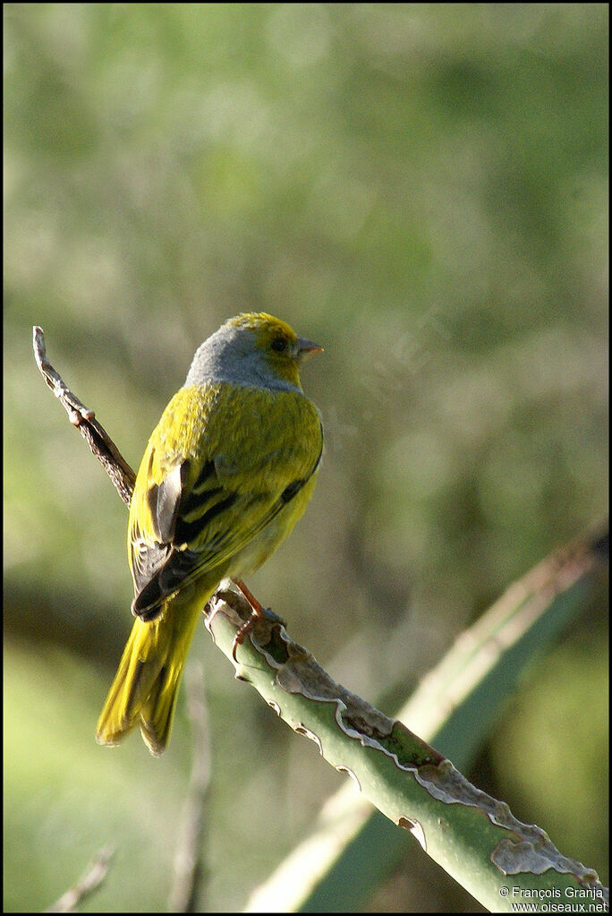 Serin du Cap