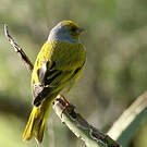 Serin du Cap
