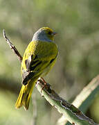 Serin du Cap