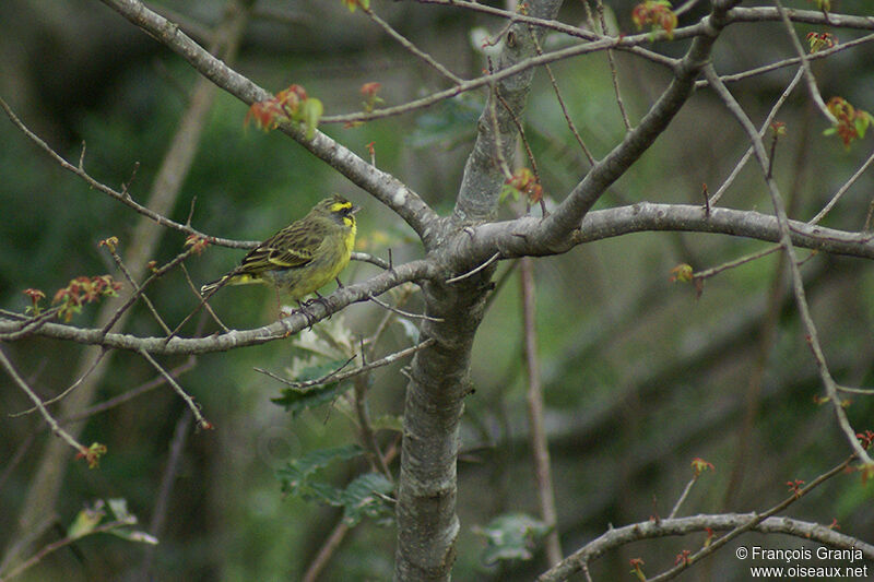 Yellow-fronted Canaryadult