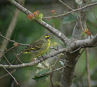 Yellow-fronted Canary