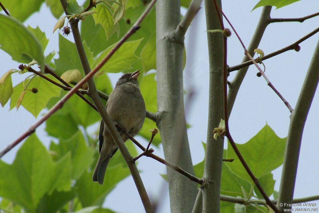 Serin grisadulte