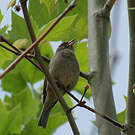Serin gris