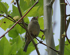 Streaky-headed Seedeater