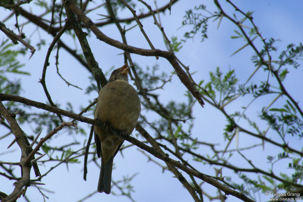 Serin grisadulte