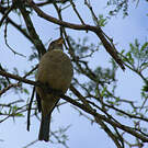 Serin gris