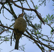 Serin gris