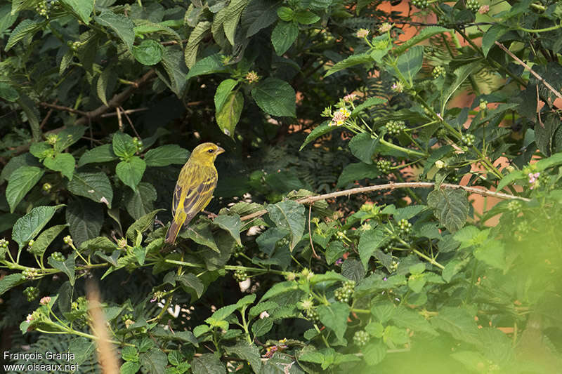 Serin soufréadulte, habitat