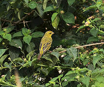 Brimstone Canary