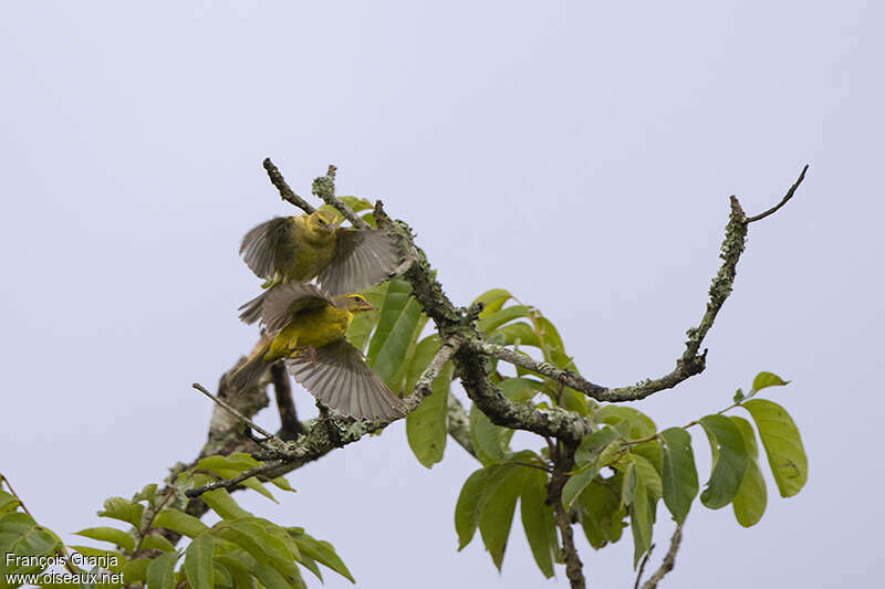 Serin soufréadulte, Comportement