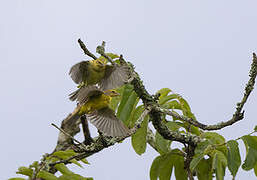 Serin soufré