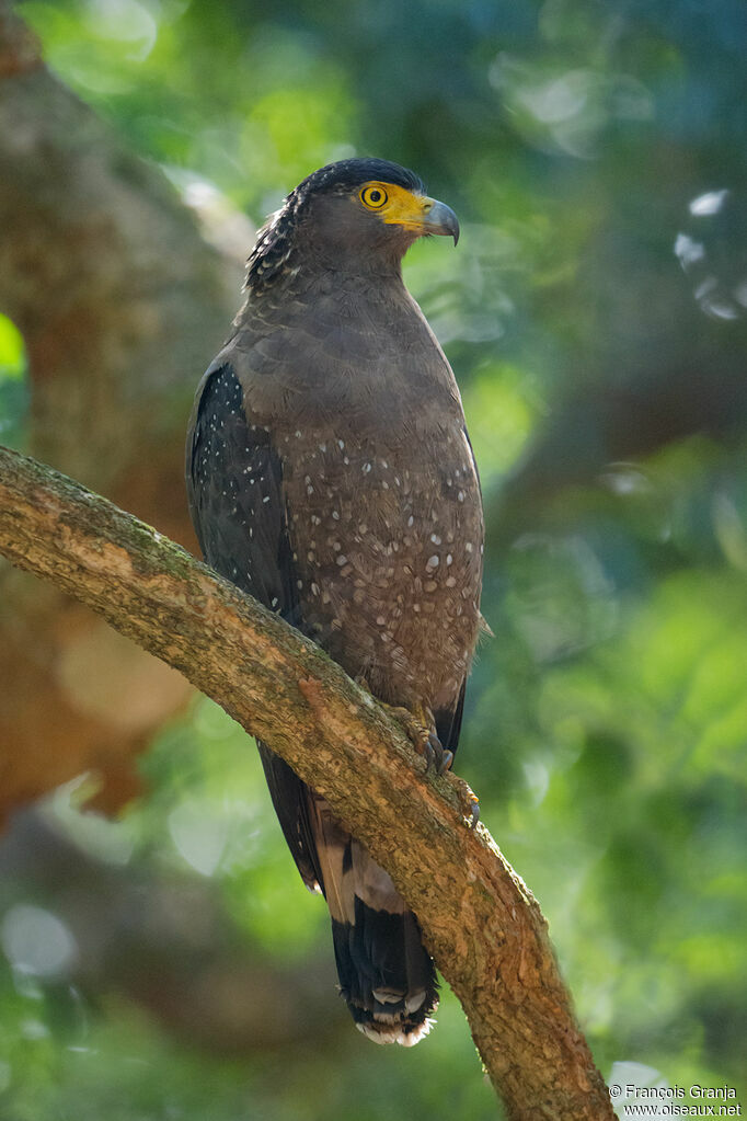 Crested Serpent Eagle