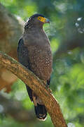 Crested Serpent Eagle