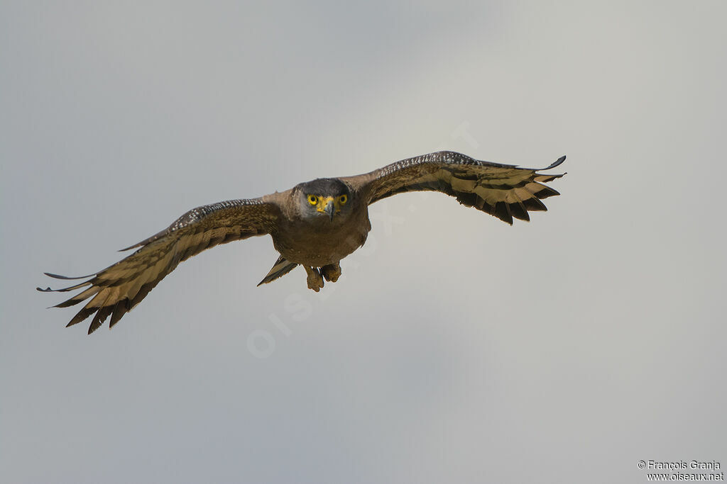 Crested Serpent Eagle