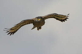 Crested Serpent Eagle