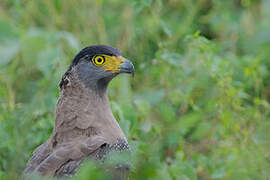 Crested Serpent Eagle